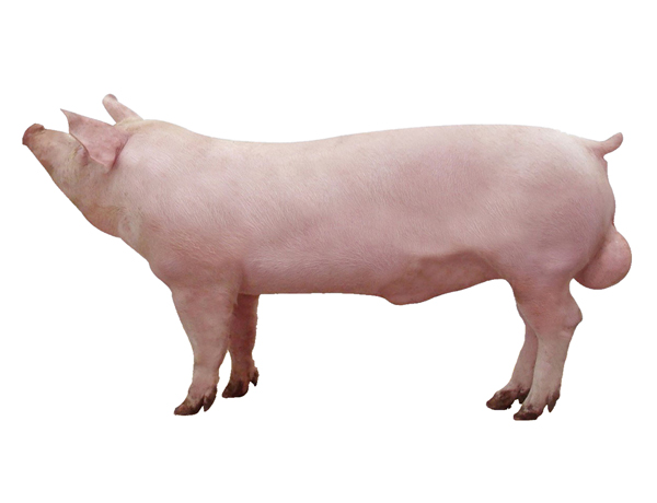 新丹系长白种猪 公猪