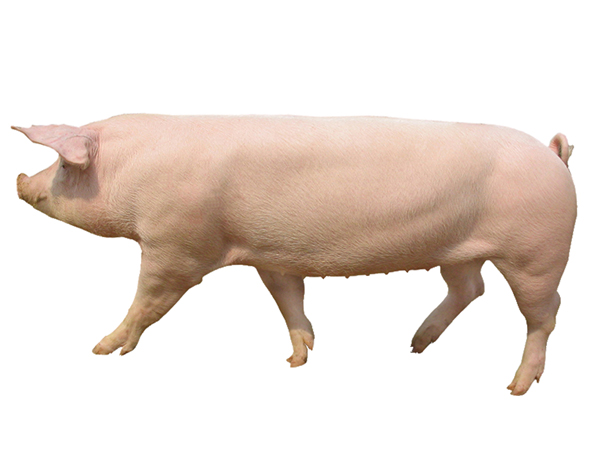 新丹系长白种猪 母猪